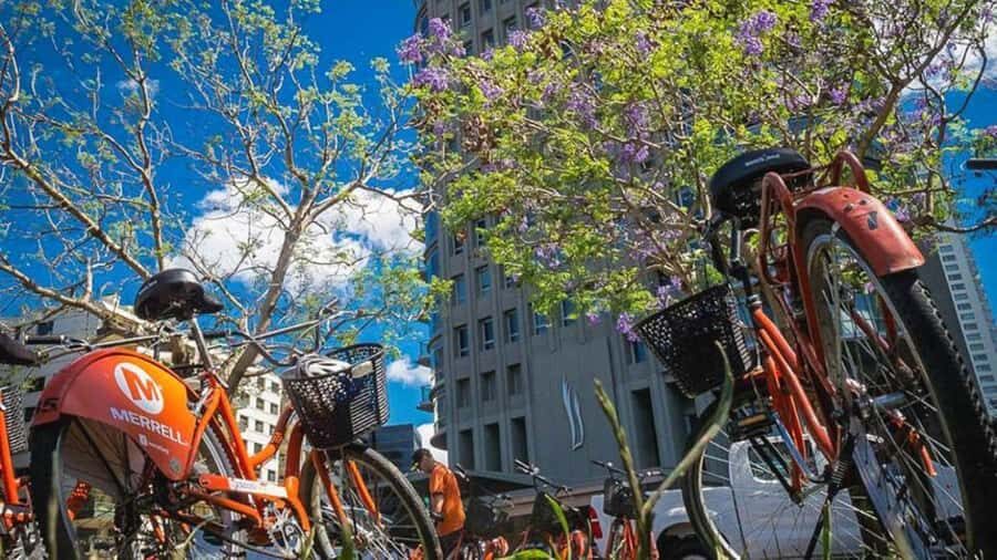 Buenos Aires Bike Tour: South or North Circuit - Bikes, Roads, and Comfort: What to Bring and How to Ride Smart