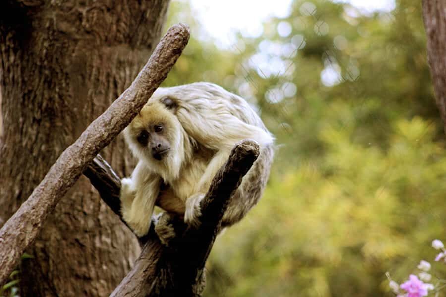 Buenos Aires: Bioparque Temaiken with Transfers - Timing your 5 hours: a simple route that keeps you from feeling rushed