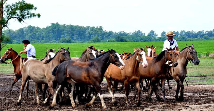 Buenos Aires: Santa Susana Ranch Day Tour, BBQ & Shows - Lunch Like a Gaucho Day: Grill, Salads, Dessert, Drinks
