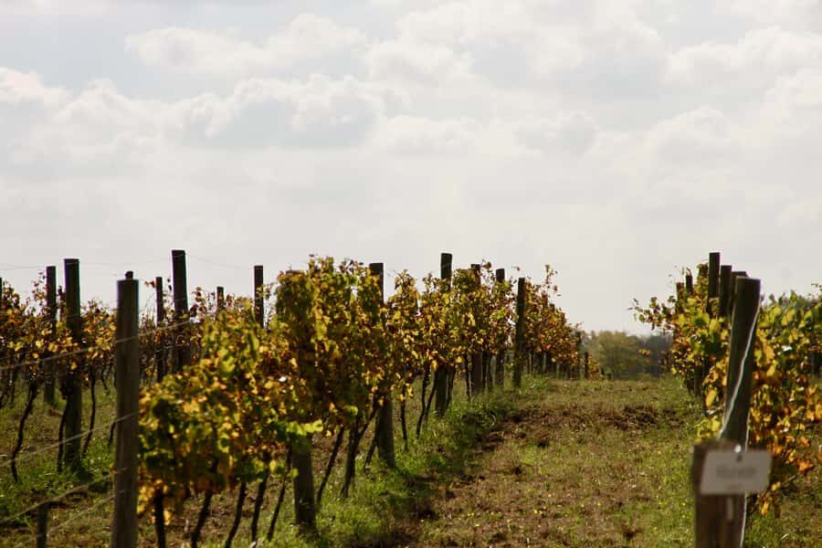 Buenos Aires: Wine Tasting and Lunch at Bodega Gamboa - Price and logistics: is $169 per person fair for what you get?