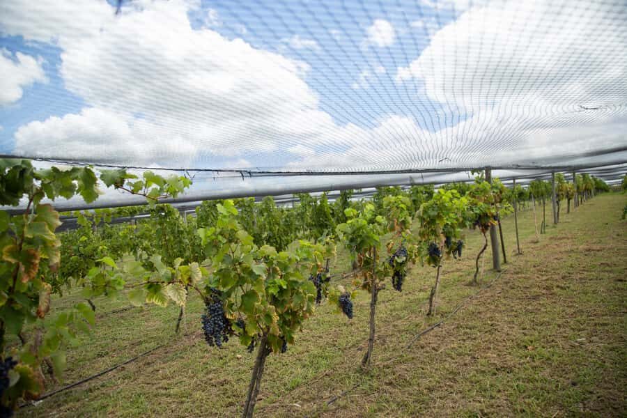 Buenos Aires: Wine Tasting & Lunch at Gamboa Vineyard - FAQ
