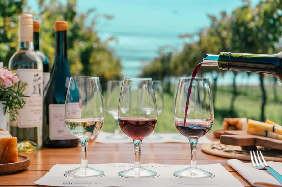 Buenos Aires: Wine Tasting & Lunch at Gamboa Vineyard - Welcome drink and vineyard tour: learning terroir the practical way