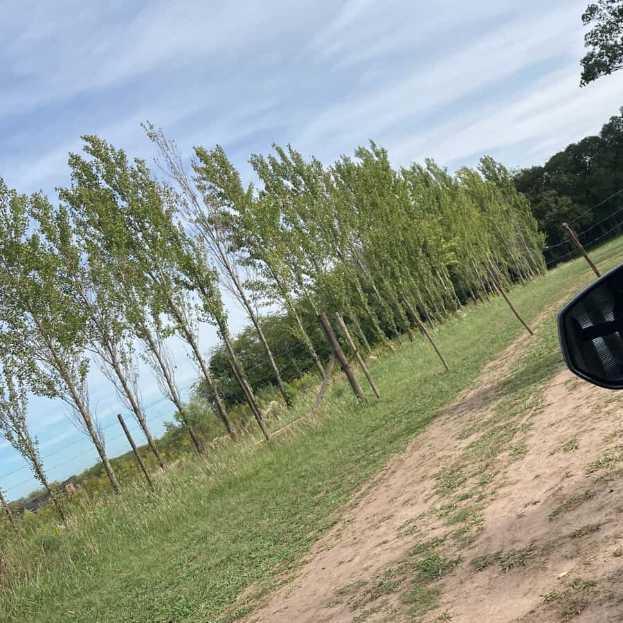 Enjoy a Rural Experience in a Vineyard near Buenos Aires - Final Check: Should You Book Casa Gamboa?