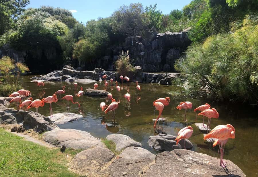 From Buenos Aires: Temaiken Zoo Tour with Ticket Included - Getting from Buenos Aires to Temaikén Biopark (and staying sane in 6 hours)