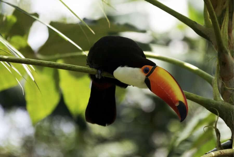 From Buenos Aires: Temaiken Zoo Tour with Ticket Included - The 360-degree cinema: why it matters between animal encounters