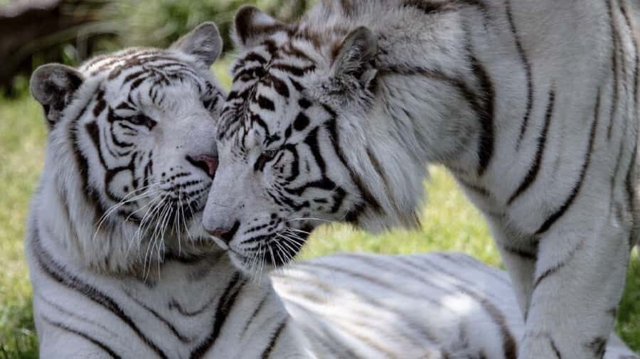 From Buenos Aires: Temaiken Zoo Tour with Ticket Included - Guides make the difference: what I’d look for in your group