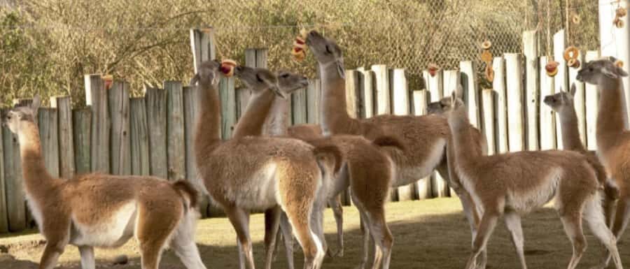 From Buenos Aires: Temaiken Zoo Tour with Ticket Included - Who this Temaikén tour suits best (and who should consider a different plan)
