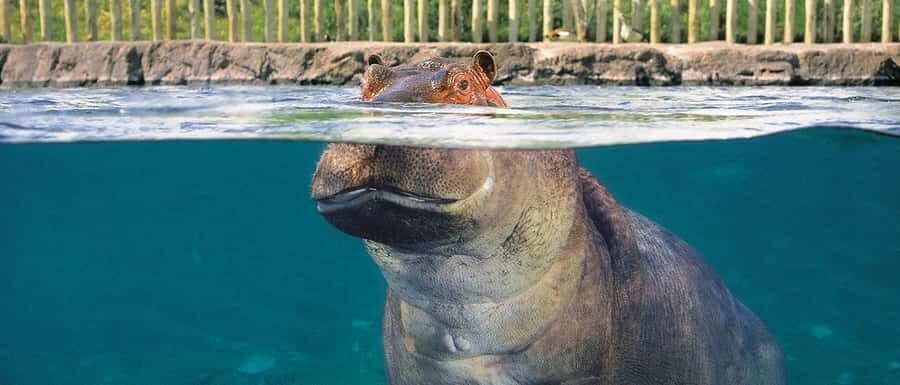 From Buenos Aires: Temaiken Zoo Tour with Ticket Included - The aquarium’s three-water-worlds: tidal pool, freshwater, and ocean