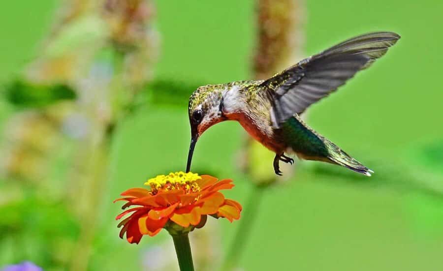 From Iguazú: Explore natural diversity at the Biocenter - Key highlights worth clocking