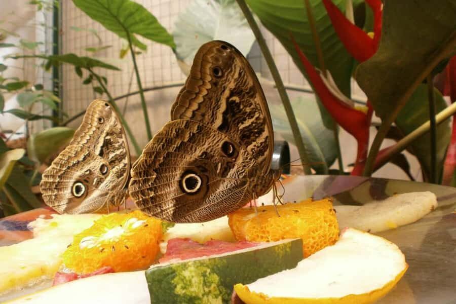 From Iguazú: Explore natural diversity at the Biocenter - A close-up nature walk in the Iguazú Biocenter