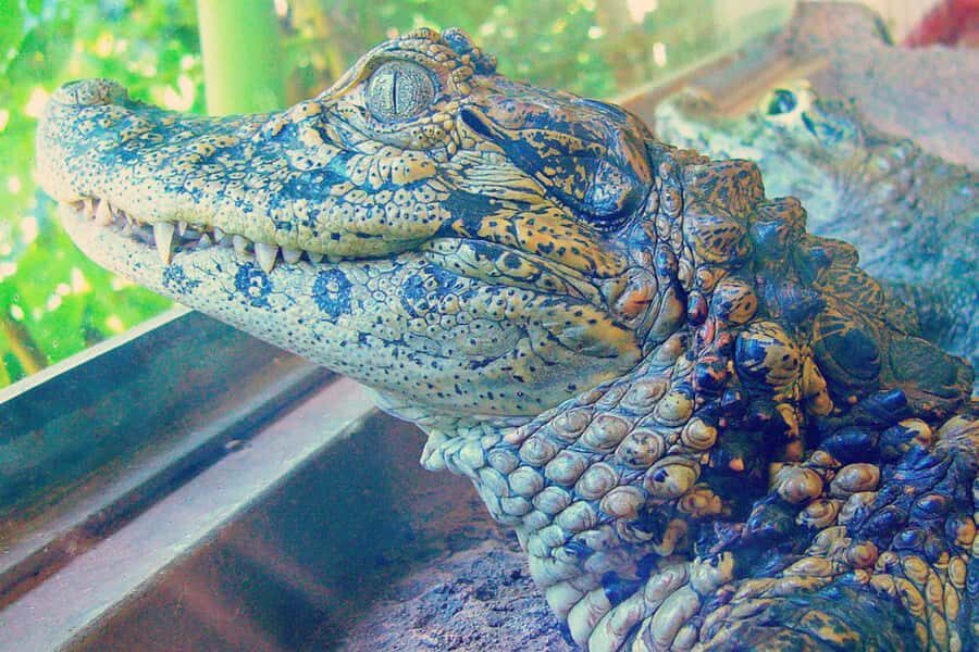 From Iguazú: Explore natural diversity at the Biocenter - Serpentarium: snakes you can observe without the stress