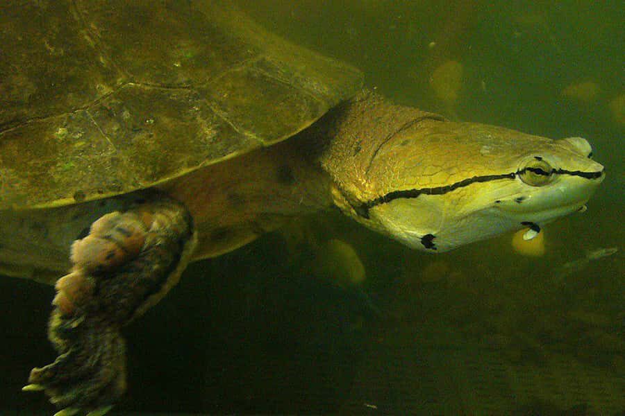 From Iguazú: Explore natural diversity at the Biocenter - Aquarium, reptiles, and exotic birds: completing the biodiversity picture