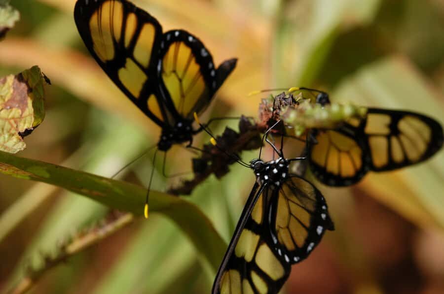 Half-Day Iguazú Forest Adventure - Selva Misionera in Four Hours: what you’re really signing up for