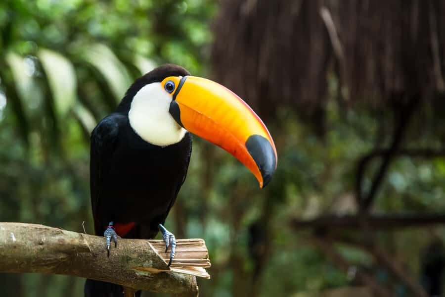 Iguazú Falls: The Natural Wonder of Argentina - The 10-hour structure: transfers, park entry, and when your feet get moving
