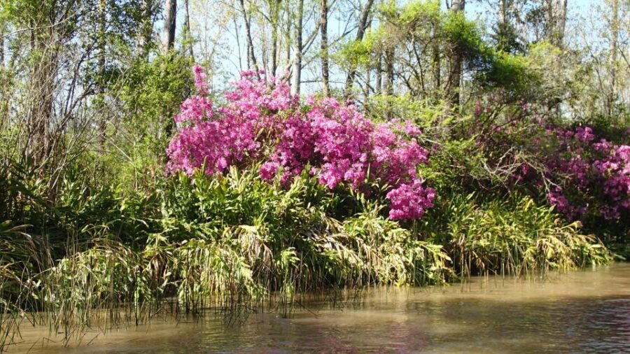 Navigation in Delta of Tigre - Exclusive semi private tour - Nature spotting that feels personal, not rushed