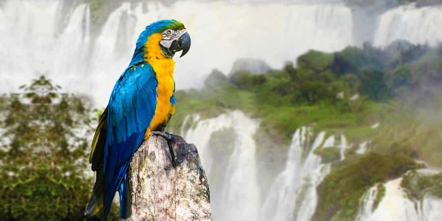 Puerto Iguazu: Iguaza Falls Brazilian Side & Bird Park Tour - Why the Brazilian side of Iguazu Falls feels like a must-do