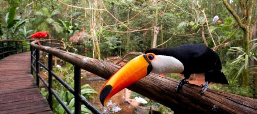 Puerto Iguazu: Iguaza Falls Brazilian Side & Bird Park Tour - What to pack and how to avoid common timing headaches