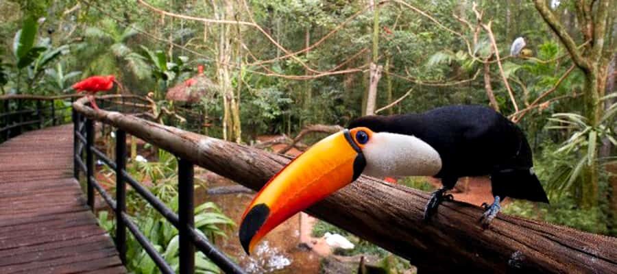 Puerto Iguazu: Iguaza Falls Brazilian Side & Bird Park Tour - Should you book it or pass?